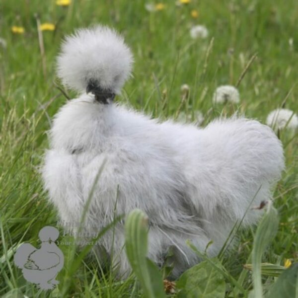 Showgirl Silkie Chicken Lavender