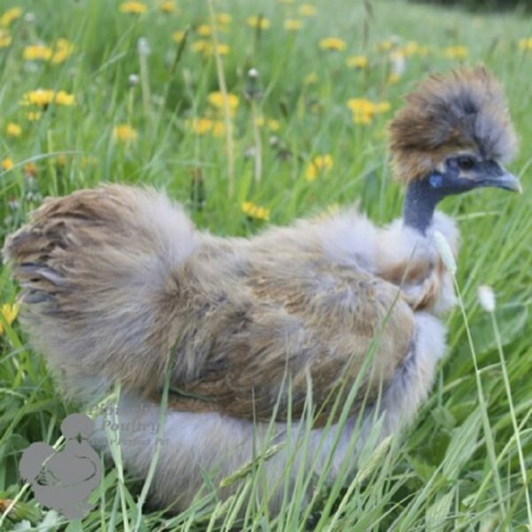 Showgirl Silkie Chicken Porcelain