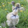 Showgirl Silkie Chicken Porcelain
