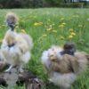 Showgirl Silkie Chicken Porcelain