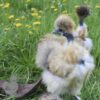 Showgirl Silkie Chicken Porcelain