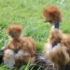 Showgirl Silkie Chicken Red