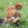 Showgirl Silkie Chicken Red