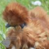 Showgirl Silkie Chicken Red