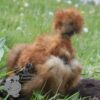 Showgirl Silkie Chicken Red