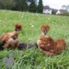 Showgirl Silkie Chicken Red