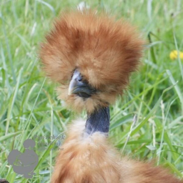 Showgirl Silkie Chicken Red