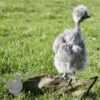 Showgirl Silkie Chicken Silver Partridge