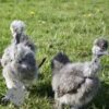 Showgirl Silkie Chicken Silver Partridge