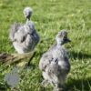 Showgirl Silkie Chicken Silver Partridge