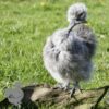 Showgirl Silkie Chicken Silver Partridge