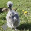 Showgirl Silkie Chicken Silver Partridge