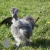 Showgirl Silkie Chicken Silver Partridge
