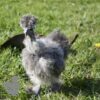 Showgirl Silkie Chicken Silver Partridge