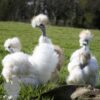 Showgirl Chicken White Gold Splash
