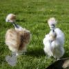 Showgirl Chicken White Gold Splash