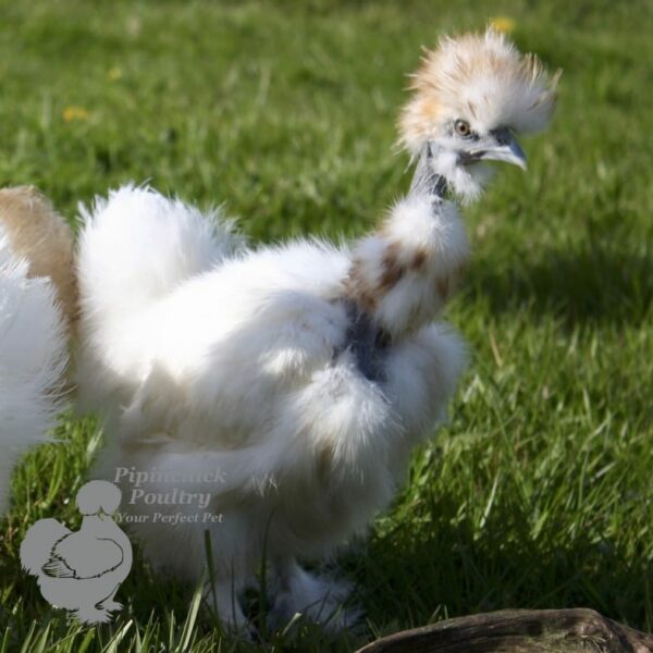 Showgirl Chicken White Gold Splash