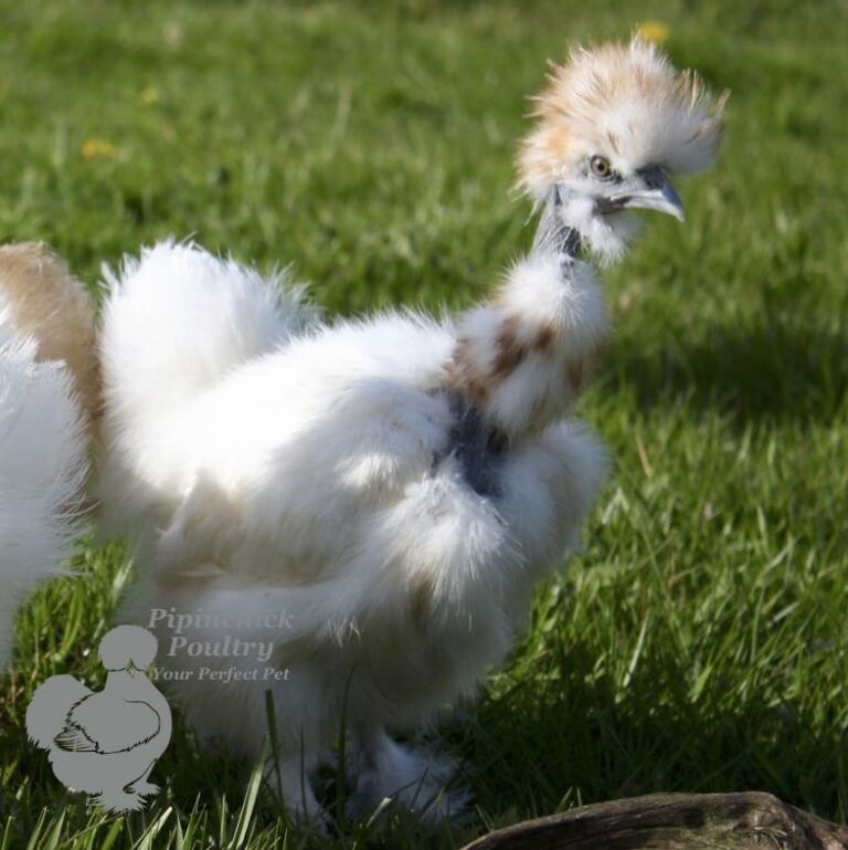 Showgirl Silkies for Sale | Buy Show Girl Silkie Chickens Online | UK