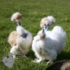 Showgirl Chicken White Gold Splash