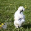 Showgirl Chicken White Gold Splash