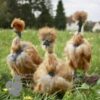 Showgirl Silkie Chicken Gold