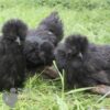 Bearded Silkie Chicken Black