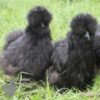 Bearded Silkie Chicken Black