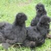 Bearded Silkie Chicken Black