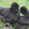 Bearded Silkie Chicken Black