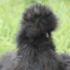 Bearded Silkie Chicken Black