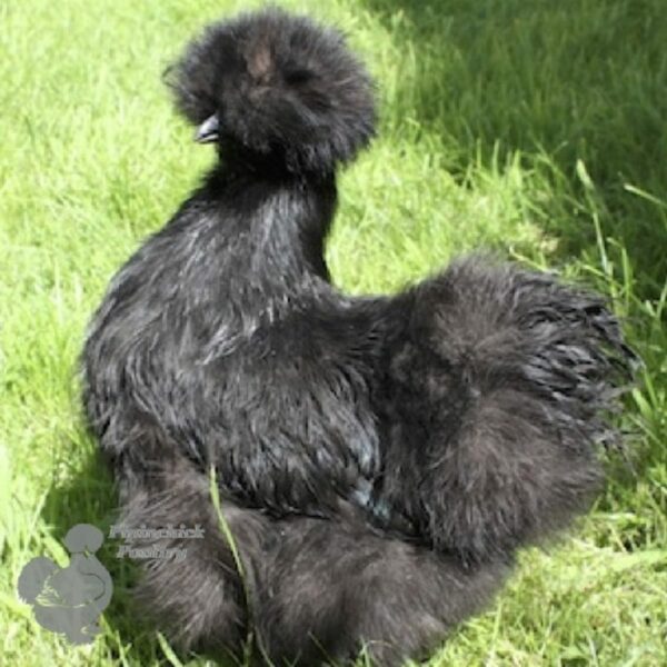 Bearded Silkie Chicken Black