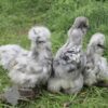 Bearded Silkie Chicken Blue Splash