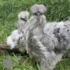 Bearded Silkie Chicken Blue Splash