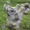 Bearded Silkie Chicken Blue Splash