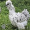 Bearded Silkie Chicken Blue Splash