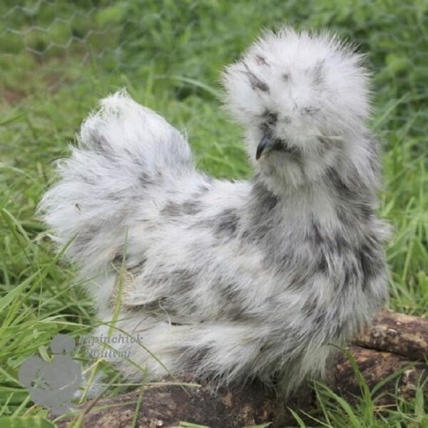 Bearded Silkie Chicken Blue Splash