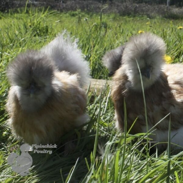 ​Bearded Silkie Chicken Porcelain