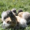 ​Bearded Silkie Chicken Porcelain