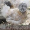 ​Bearded Silkie Chicken Porcelain