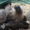 ​Bearded Silkie Chicken Porcelain