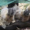 ​Bearded Silkie Chicken Porcelain