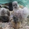 ​Bearded Silkie Chicken Porcelain