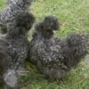 Bearded Silkie Chicken Cuckoo