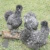 Bearded Silkie Chicken Cuckoo