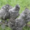 Bearded Silkie Chicken Cuckoo