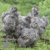Bearded Silkie Chicken Cuckoo
