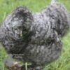 Bearded Silkie Chicken Cuckoo