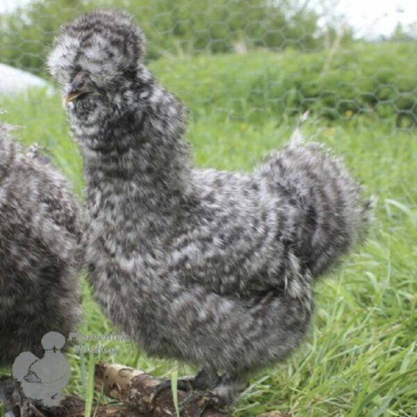 Bearded Silkie Chicken Cuckoo