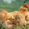 Bearded Silkie Chicken Gold