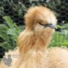 Bearded Silkie Chicken Gold